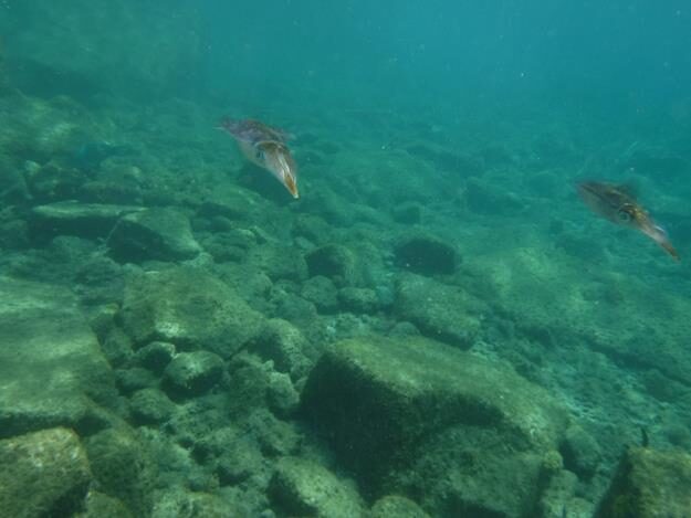 Sightseeing/Snorkeling tour – St. Lucia – Soufrière, Soufrière – photo 15