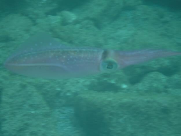 Sightseeing/Snorkeling tour – St. Lucia – Soufrière, Soufrière – photo 16
