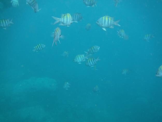 Sightseeing/Snorkeling tour – St. Lucia – Soufrière, Soufrière – photo 17