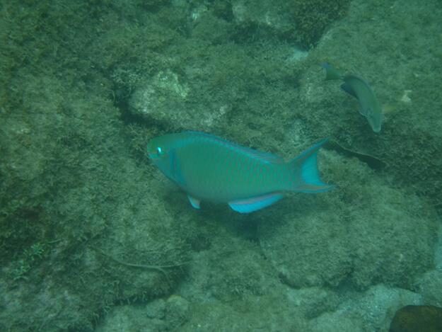 Sightseeing/Snorkeling tour – St. Lucia – Soufrière, Soufrière – photo 18