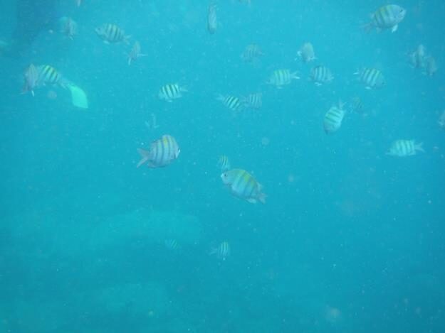 Sightseeing/Snorkeling tour – St. Lucia – Soufrière, Soufrière – photo 19