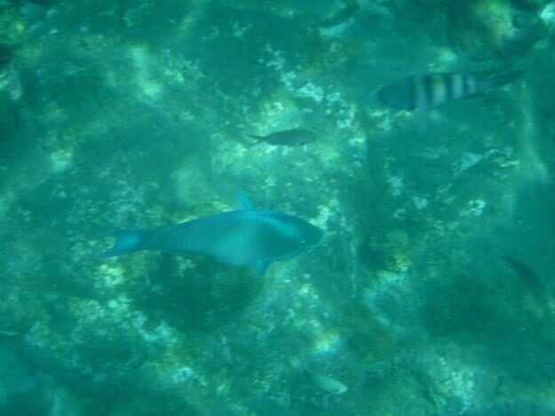 Sightseeing/Snorkeling tour – St. Lucia – Soufrière, Soufrière – photo 26