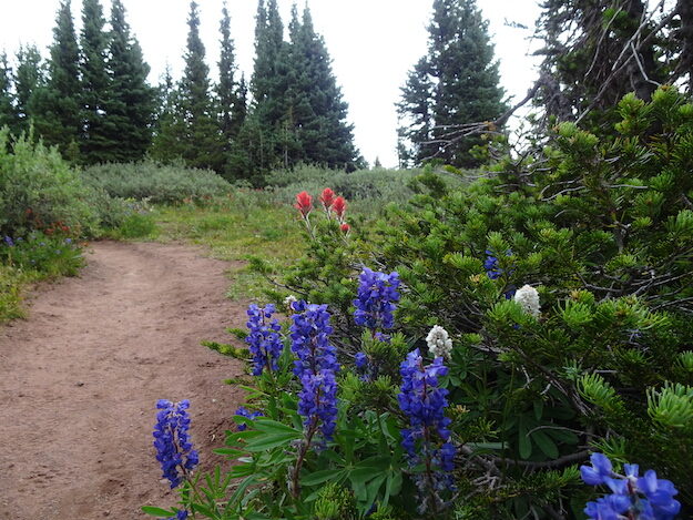Shrine Ridge trail – Copper Mountain CO – Colorado, United States – photo 10