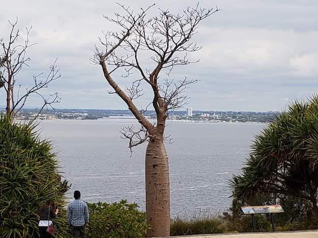 Kings Park, Perth, AU – Western Australia, Australia – photo 7
