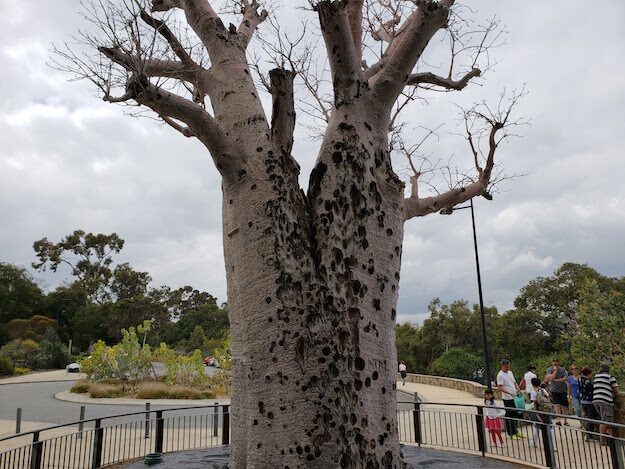 Kings Park, Perth, AU – Western Australia, Australia – photo 8