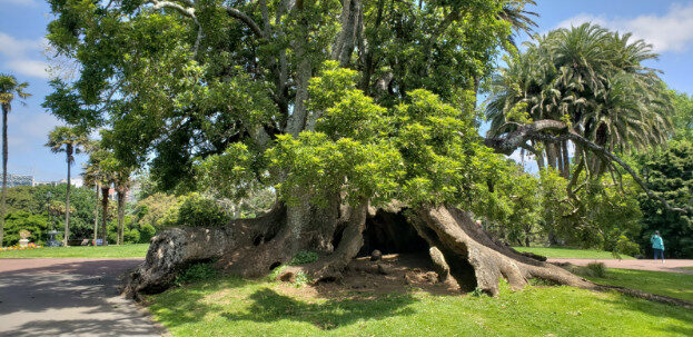Aukland, NZ (Albert Park & The Domain) – Waitematā, Auckland – photo 20