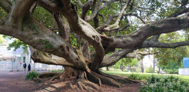 Aukland, NZ (Albert Park & The Domain) – Waitematā, Auckland – photo 3