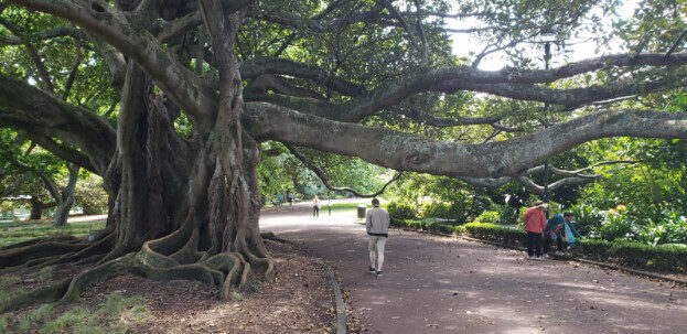 Aukland, NZ (Albert Park & The Domain) – Waitematā, Auckland – photo 22