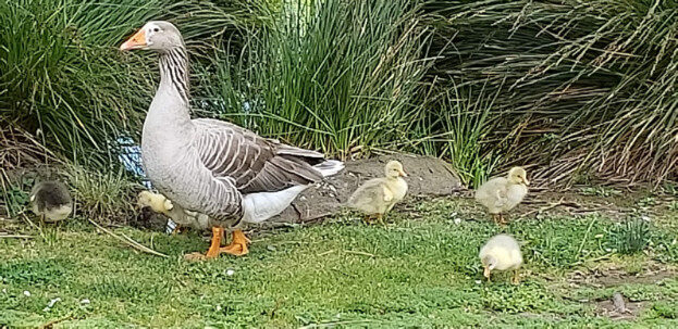 Aukland, NZ (Albert Park & The Domain) – Waitematā, Auckland – photo 10