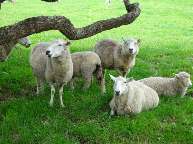 Cornwall Park, Auckland NZ – Albert-Eden, New Zealand – photo 1