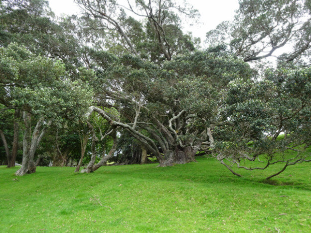 Cornwall Park, Auckland NZ – Albert-Eden, New Zealand – photo 4