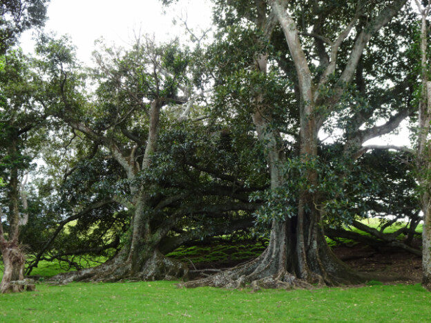 Cornwall Park, Auckland NZ – Albert-Eden, New Zealand – photo 3
