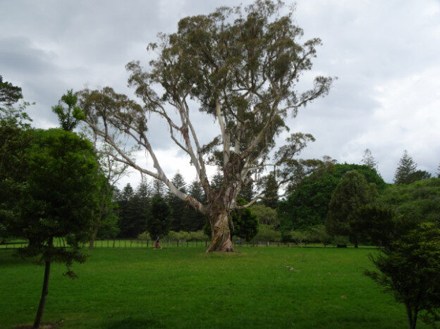 Cornwall Park, Auckland NZ – Albert-Eden, New Zealand – photo 7