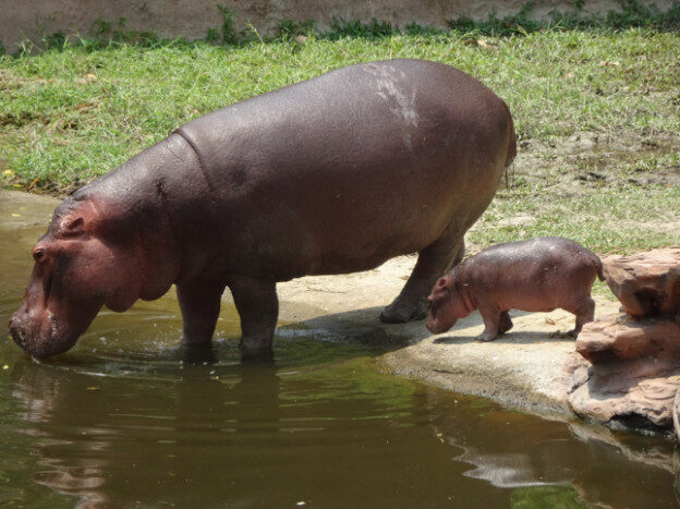 Chiang Mai Zoo, Chaing Mai, Thailand – Suthep Town Municipality, Chiang Mai Province – photo 1