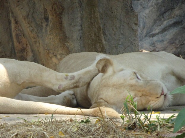 Chiang Mai Zoo, Chaing Mai, Thailand – Suthep Town Municipality, Chiang Mai Province – photo 2