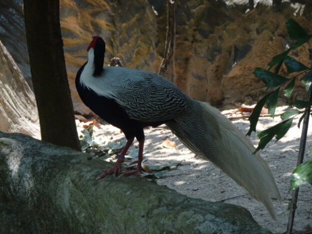 Chiang Mai Zoo, Chaing Mai, Thailand – Suthep Town Municipality, Chiang Mai Province – photo 4