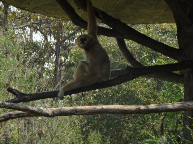 Chiang Mai Zoo, Chaing Mai, Thailand – Suthep Town Municipality, Chiang Mai Province – photo 5