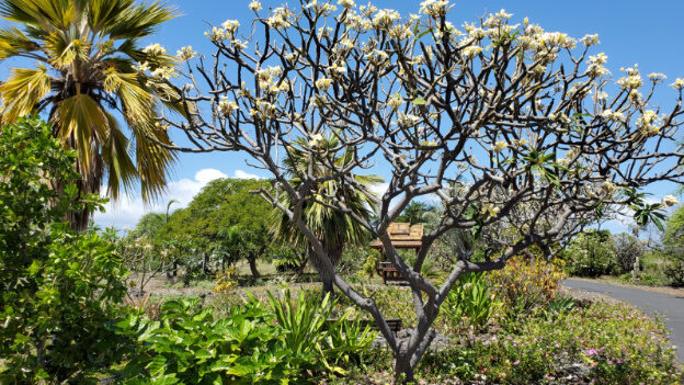 Kailua Beach, Kona HI – Hawaii, United States – photo 3