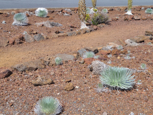 Haleakala National Park, Maui, HI – Hawaii, United States – photo 1