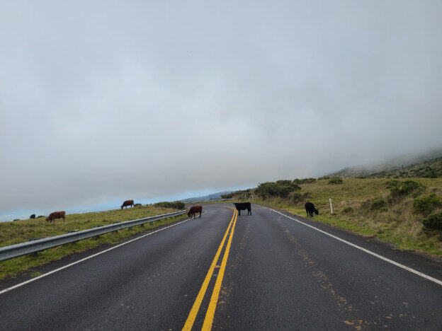 Haleakala National Park (Halemau’u trail), Maui HI – Hawaii, United States – photo 2