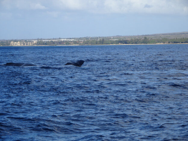 Whale Watching (trip 2) Maalaea Harbor, HI – Hawaii, United States – photo 1