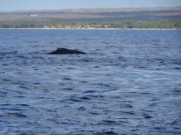 Whale Watching (trip 2) Maalaea Harbor, HI – Hawaii, United States – photo 2