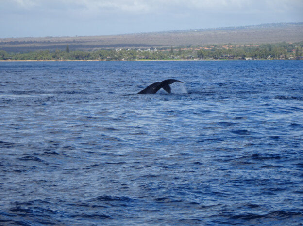 Whale Watching (trip 2) Maalaea Harbor, HI – Hawaii, United States – photo 15