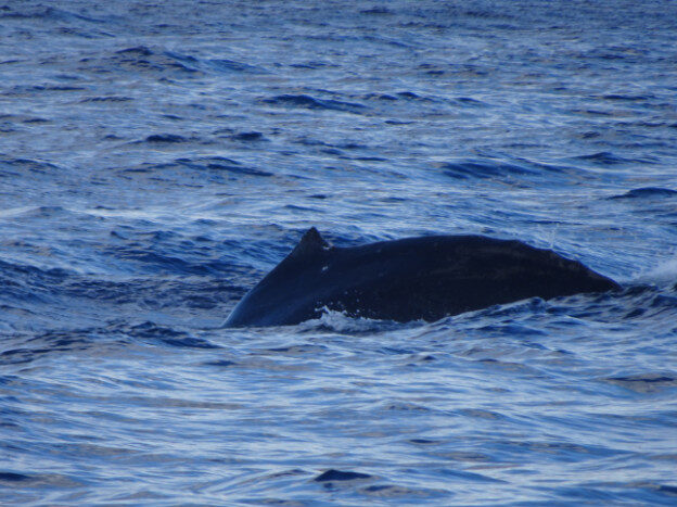 Whale Watching (trip 2) Maalaea Harbor, HI – Hawaii, United States – photo 16
