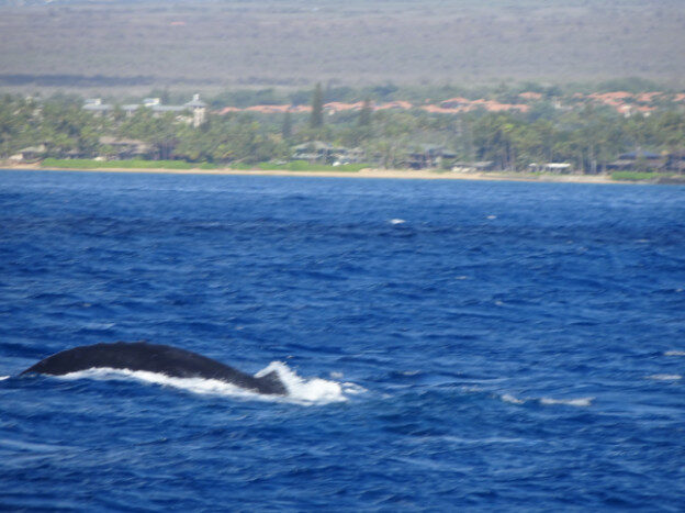 Whale Watching (trip 2) Maalaea Harbor, HI – Hawaii, United States – photo 17