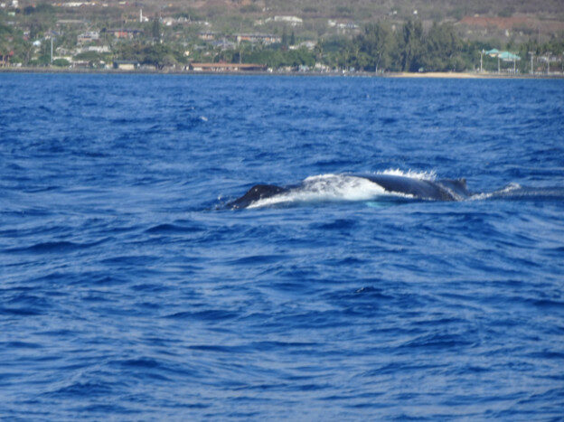 Whale Watching (trip 2) Maalaea Harbor, HI – Hawaii, United States – photo 18