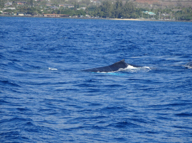Whale Watching (trip 2) Maalaea Harbor, HI – Hawaii, United States – photo 19