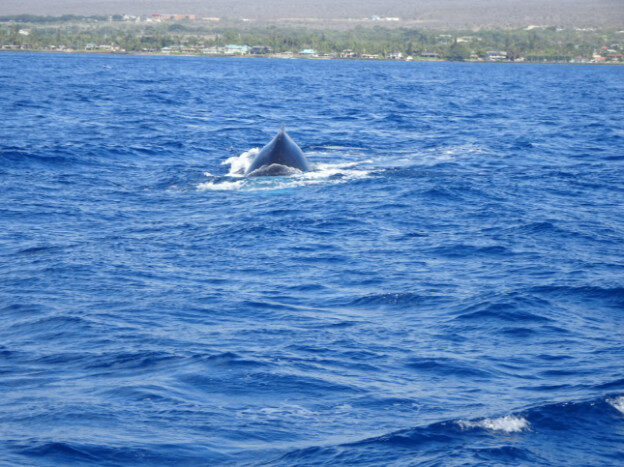 Whale Watching (trip 2) Maalaea Harbor, HI – Hawaii, United States – photo 20