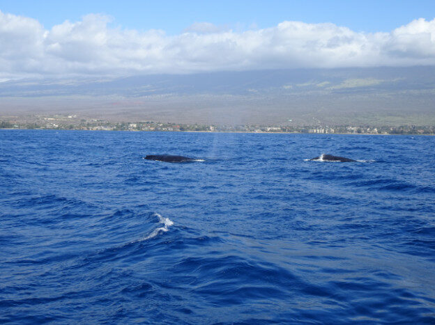 Whale Watching (trip 2) Maalaea Harbor, HI – Hawaii, United States – photo 21