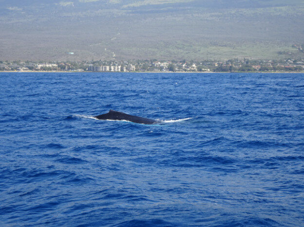 Whale Watching (trip 2) Maalaea Harbor, HI – Hawaii, United States – photo 4