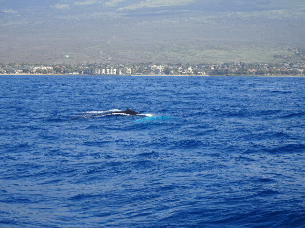 Whale Watching (trip 2) Maalaea Harbor, HI – Hawaii, United States – photo 5