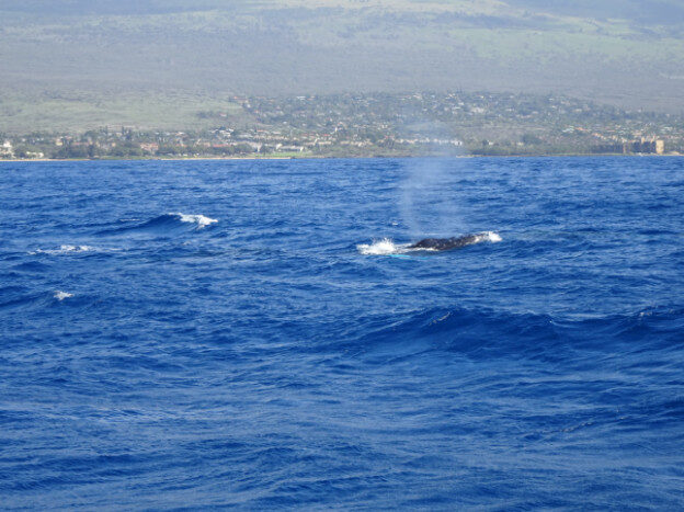 Whale Watching (trip 2) Maalaea Harbor, HI – Hawaii, United States – photo 6