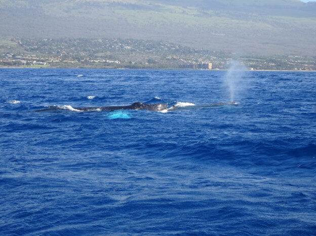Whale Watching (trip 2) Maalaea Harbor, HI – Hawaii, United States – photo 7