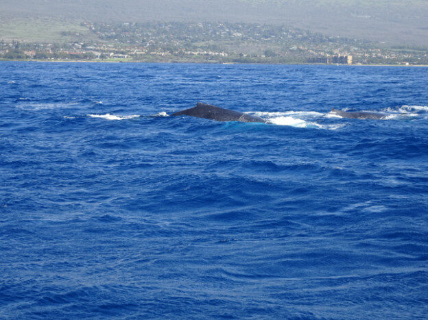 Whale Watching (trip 2) Maalaea Harbor, HI – Hawaii, United States – photo 8