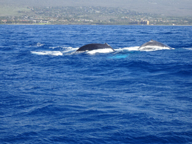 Whale Watching (trip 2) Maalaea Harbor, HI – Hawaii, United States – photo 9