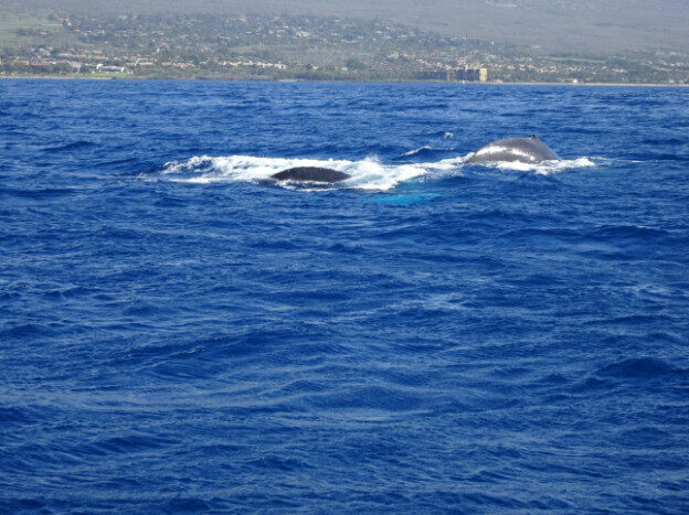 Whale Watching (trip 2) Maalaea Harbor, HI – Hawaii, United States – photo 10