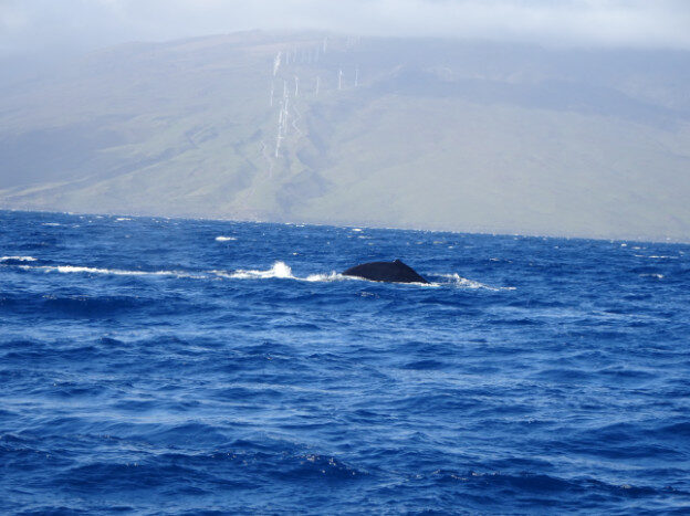 Whale Watching (trip 2) Maalaea Harbor, HI – Hawaii, United States – photo 11