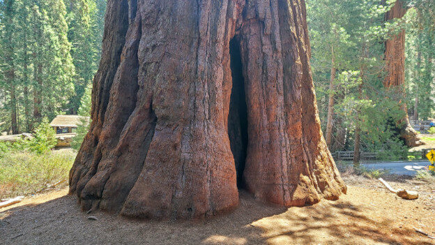 Sequoia National Park, CA – California, United States – photo 2