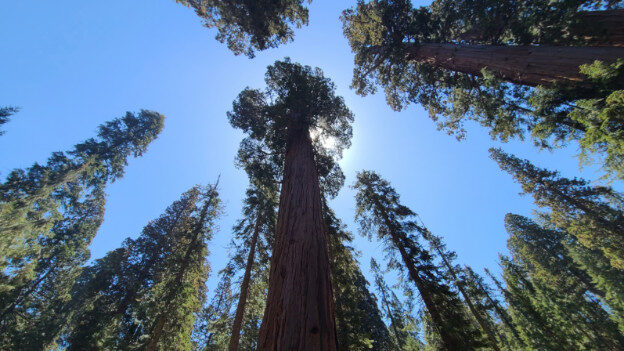 Sequoia National Park, CA – California, United States – photo 4