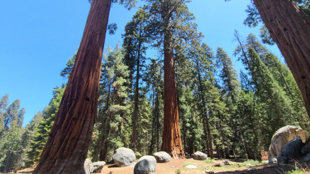 Sequoia National Park, CA – California, United States – photo 6
