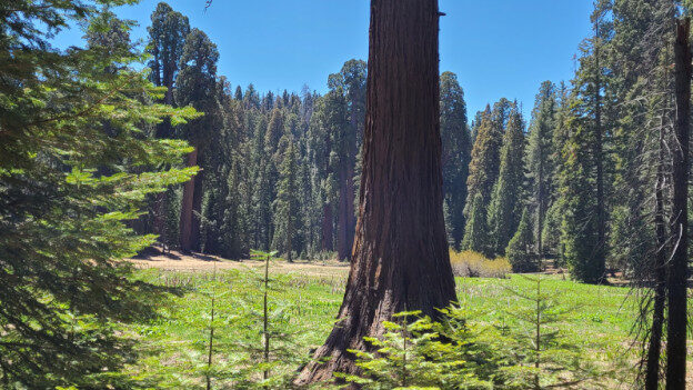 Sequoia National Park, CA – California, United States – photo 7