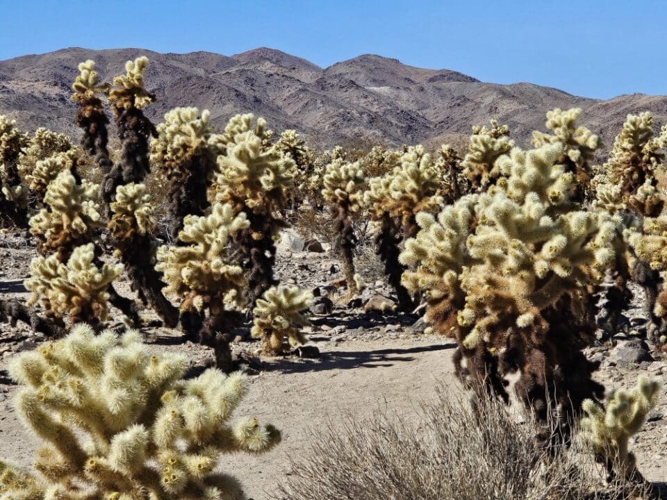 Joshua Tree National Park, CA