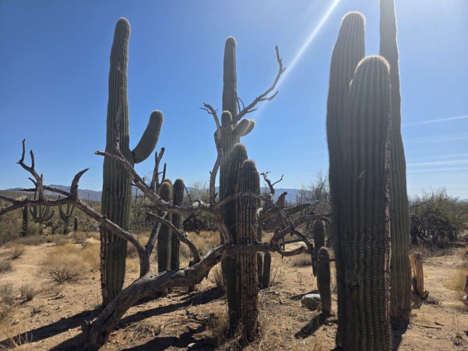 Sabino Canyon, Tucson, AZ