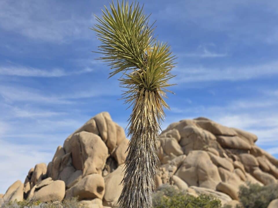 Joshua Tree National Park, CA