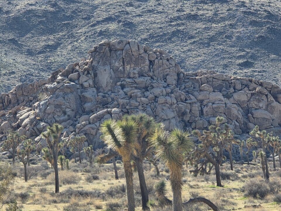 Joshua Tree National Park, CA