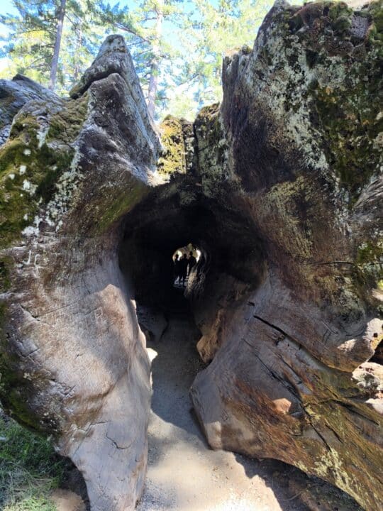Kings Canyon National Park, CA – California, United States – photo 13